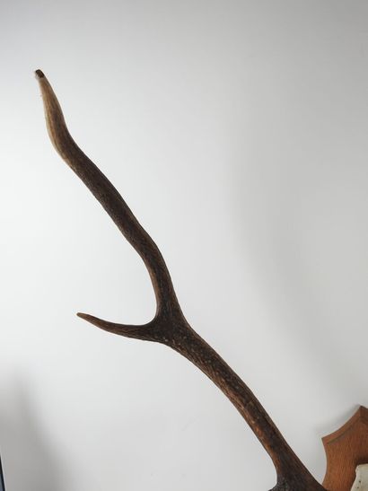 Stag (Cervus Elaphus) (CH): Massacre bearing...