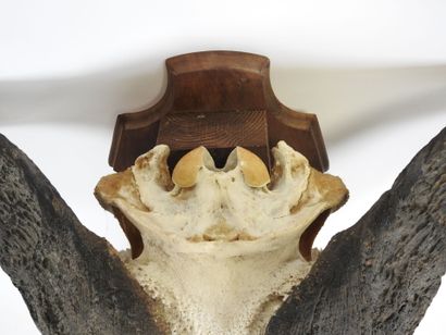 Large AFRICAN buffalo massacre presented...