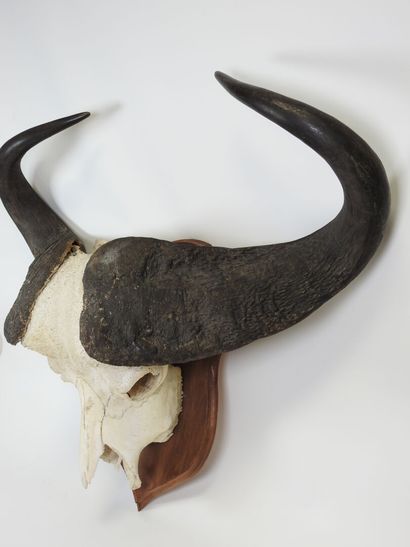 Large AFRICAN buffalo massacre presented...