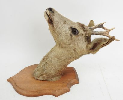 European roe deer (Capreolus capreolus) (CH):...