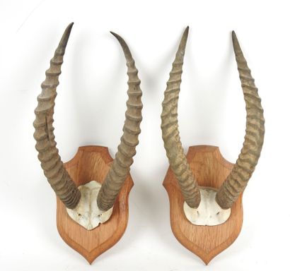 Buffon cob (Kobus kob) (CH): two massacres...