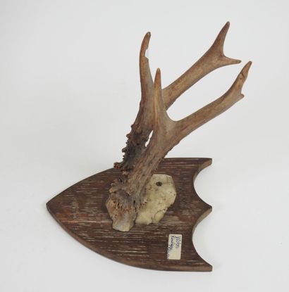 Set of three massacres on wooden escutcheons,...