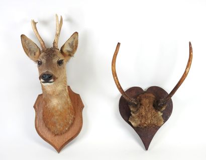 European roe deer (Capreolus capreolus) (CH):...