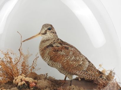 Woodcock (Scolopax rusticola) (CH): naturalized...