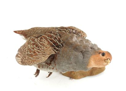 Gray partridge (Perdix perdix) (CH) : Naturalized...