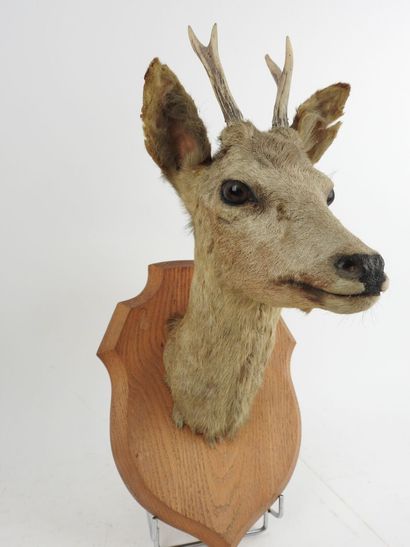 European roe deer (Capreolus capreolus) (CH):...