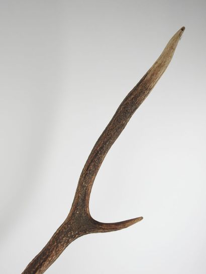 Stag (Cervus Elaphus) (CH): Massacre bearing...