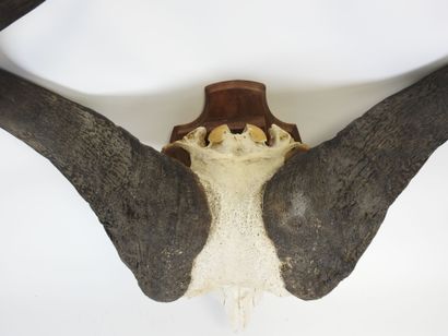 Large AFRICAN buffalo massacre presented...