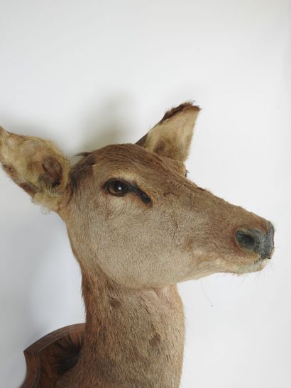 Hind (Cervus Elaphus) (CH): large cape head...