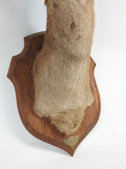 Hind (Cervus Elaphus) (CH): large cape head...