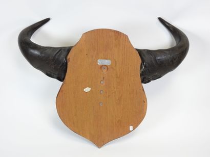 AFRICAN buffalo massacre presented on wooden...