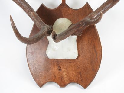 Deer (Cervus Elaphus) (CH): Massacre bearing...