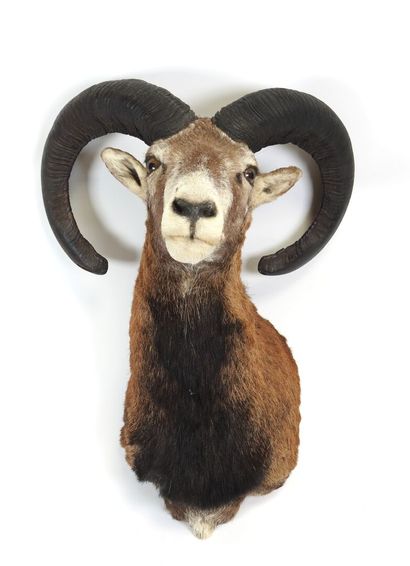 Bighorn sheep trophy.
60 x 47 cm.
(good condition).

Experts:...