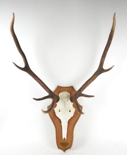 Stag (Cervus Elaphus) (CH): Massacre bearing...
