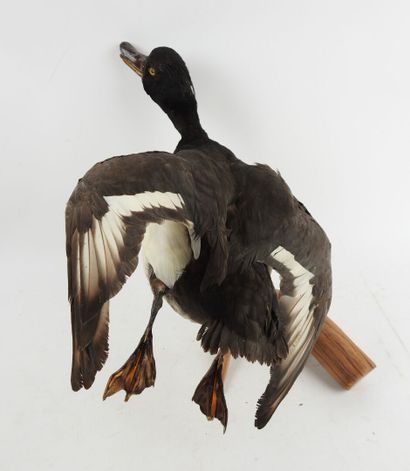 Greater scaup (Aythya marila) (CH): naturalized...