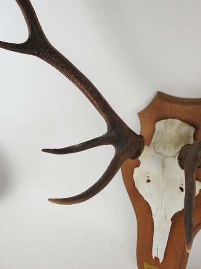 Stag (Cervus Elaphus) (CH): Massacre bearing...