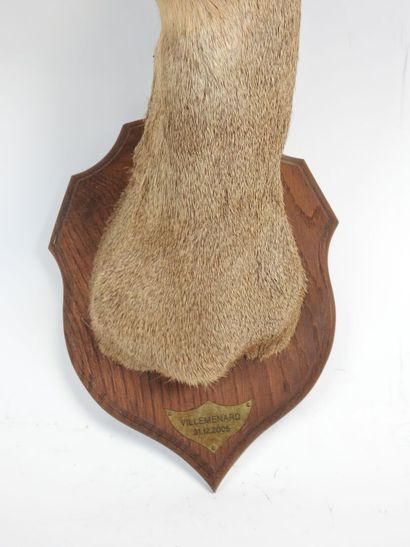 European roe deer (Capreolus capreolus) (CH):...
