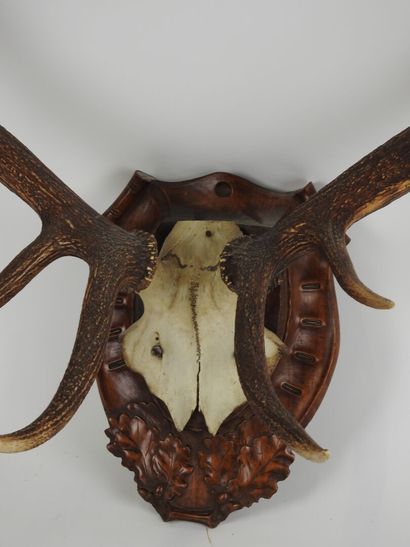 Deer (Cervus Elaphus) (CH): Massacre with...