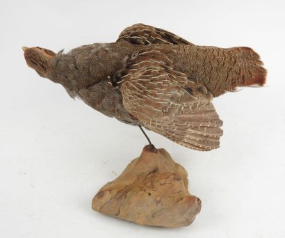 Gray partridge (Perdix perdix) (CH) : Naturalized...