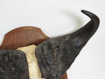 AFRICAN buffalo massacre presented on wooden...