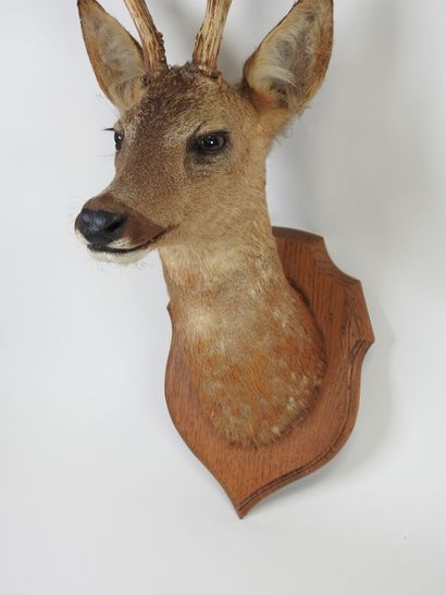 European roe deer (Capreolus capreolus) (CH):...