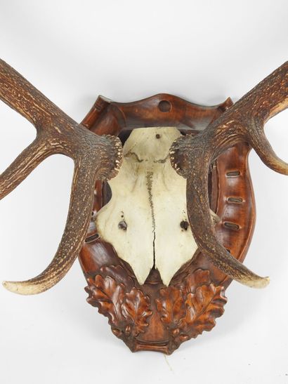 Deer (Cervus Elaphus) (CH): Massacre with...