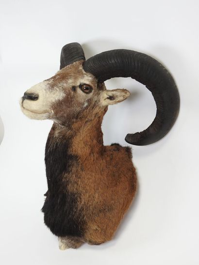 Bighorn sheep trophy.
60 x 47 cm.
(good condition).

Experts:...