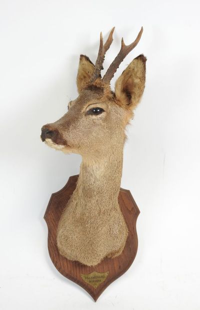 European roe deer (Capreolus capreolus) (CH):...