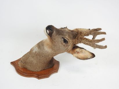 European roe deer (Capreolus capreolus) (CH):...