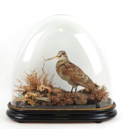Woodcock (Scolopax rusticola) (CH): naturalized...