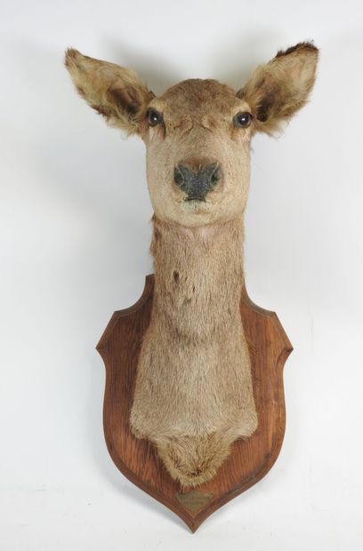 Hind (Cervus Elaphus) (CH): large cape head...