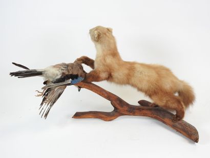 Oak Jay (Garrulus glandarius) (CH): Naturalized...