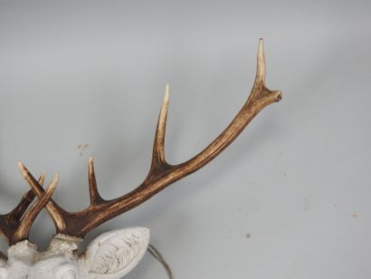 White lacquered resin stag head topped with...