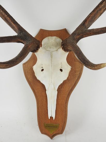 Stag (Cervus Elaphus) (CH): Massacre bearing...