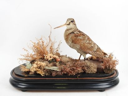Woodcock (Scolopax rusticola) (CH): naturalized...