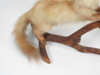 Oak Jay (Garrulus glandarius) (CH): Naturalized...