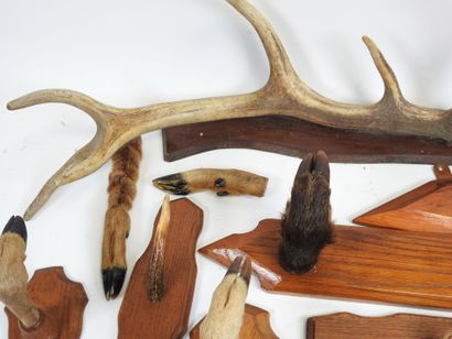 Lot of naturalized deer and wild boar legs,...