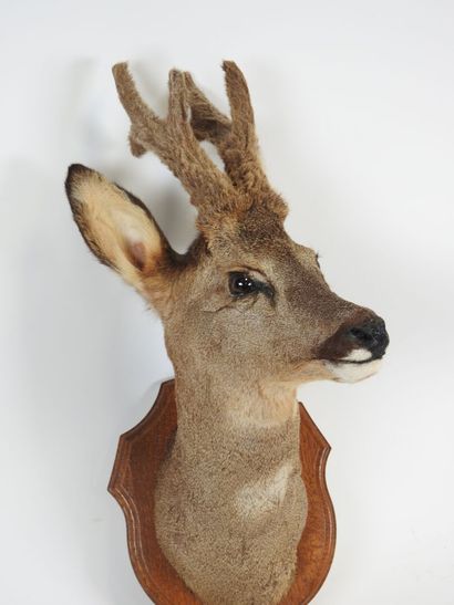 European roe deer (Capreolus capreolus) (CH):...