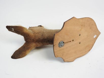 European roe deer (Capreolus capreolus) (CH):...