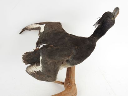 Greater scaup (Aythya marila) (CH): naturalized...