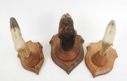Set of three boar and deer leg coat hooks.
On...