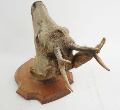 European roe deer (Capreolus capreolus) (CH):...