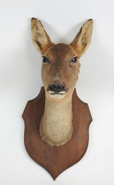 European roe deer (Capreolus capreolus) (CH):...