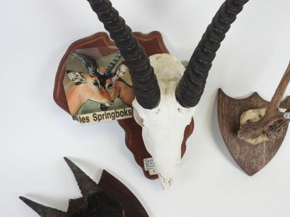 Set of three massacres on wooden escutcheons,...