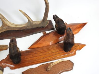 Lot of naturalized deer and wild boar legs,...