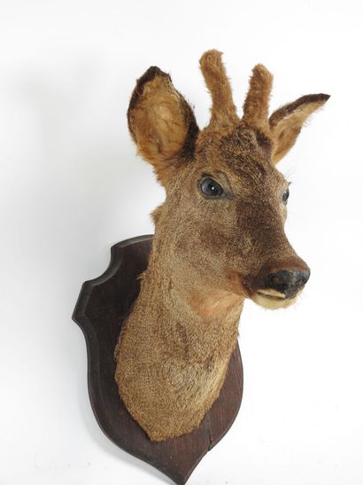 European roe deer (Capreolus capreolus) (CH):...
