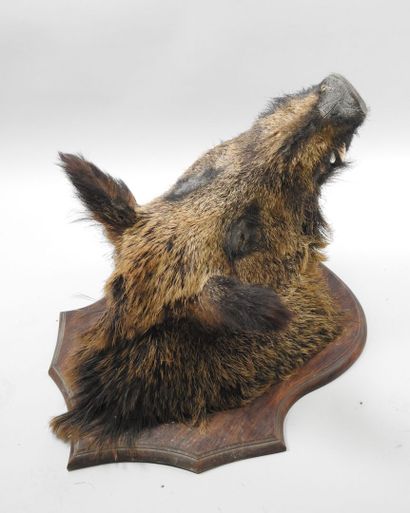 European wild boar (Sus scrofa) (CH): Naturalized...