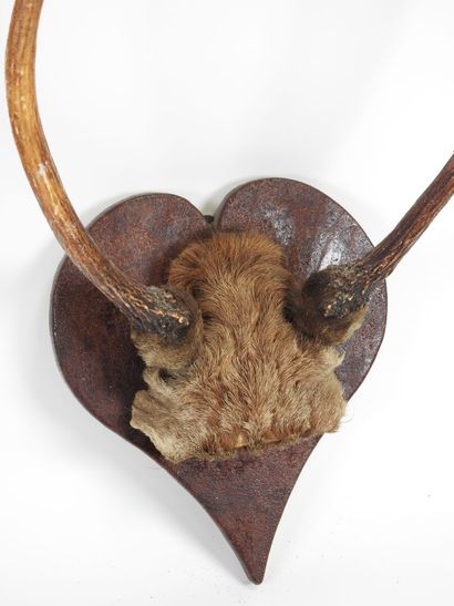 European roe deer (Capreolus capreolus) (CH):...