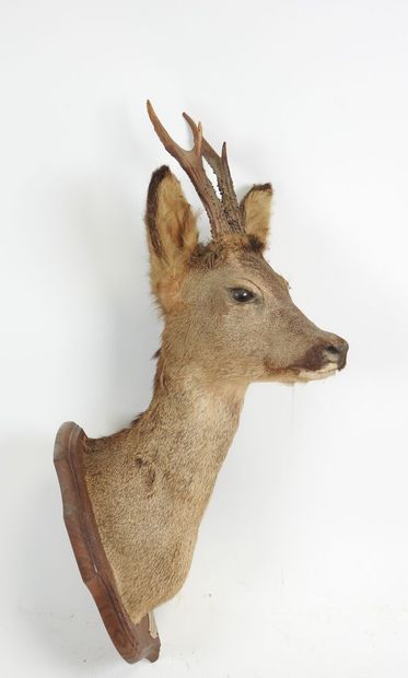 European roe deer (Capreolus capreolus) (CH):...