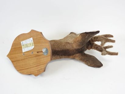 European roe deer (Capreolus capreolus) (CH):...